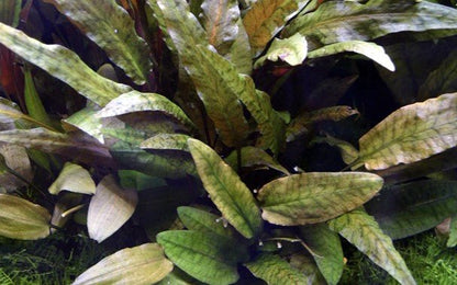 Cryptocoryne wendtii 'Tropica' - Potted - Planted Aquaria