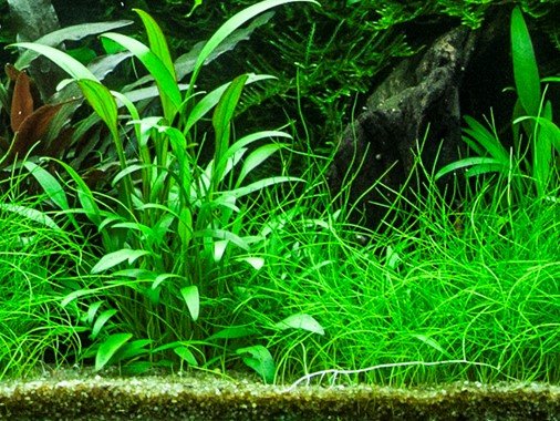 Cryptocoryne x willisii - Potted - Planted Aquaria