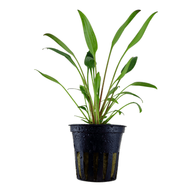 Cryptocoryne x willisii - Potted - Planted Aquaria