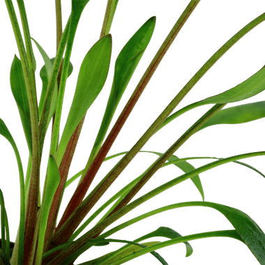 Cryptocoryne x willisii - Potted - Planted Aquaria