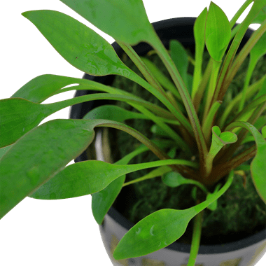 Cryptocoryne x willisii - Potted - Planted Aquaria