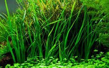 Cyperus helferi - Potted - Planted Aquaria