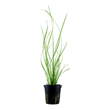 Cyperus helferi - Potted - Planted Aquaria