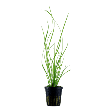 Cyperus helferi - Potted - Planted Aquaria