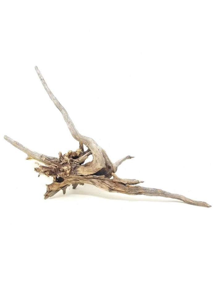Cyrus Wood Large(14" - 16") - Planted Aquaria
