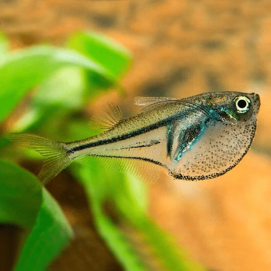 Pygmy Hatchetfish