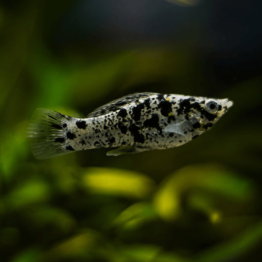 Molly - Dalmation