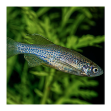 Leopard Danio