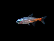 Diamond Head Neon Tetra - Planted Aquaria