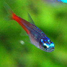 Diamond Head Neon Tetra - Planted Aquaria