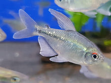 Diamond Tetra - Planted Aquaria