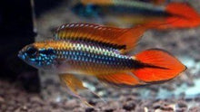 'Double Red' Agassizii's Dwarf Cichlid - Planted Aquaria