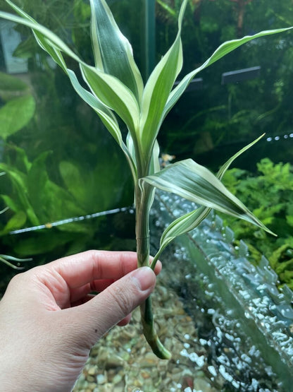 dracaena sanderiana aquarium Dracaena sanderiana (Lucky Bamboo) - Potted Terrestrial - Planted Aquaria