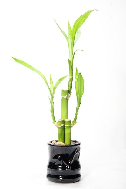 Dracaena sanderiana (Lucky Bamboo) - Potted Terrestrial - Planted Aquaria