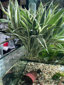 Dracaena sanderiana (Lucky Bamboo) - Potted Terrestrial - Planted Aquaria