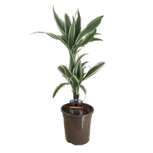 Dracaena sanderiana 'Striped' - Potted Terrestrial - Planted Aquaria