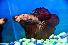 Dragon Scale Betta Male - Planted Aquaria