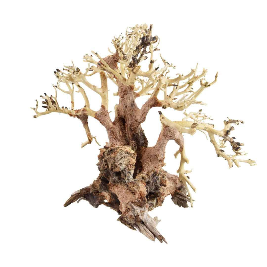 Dragonwood Small 6" - Planted Aquaria