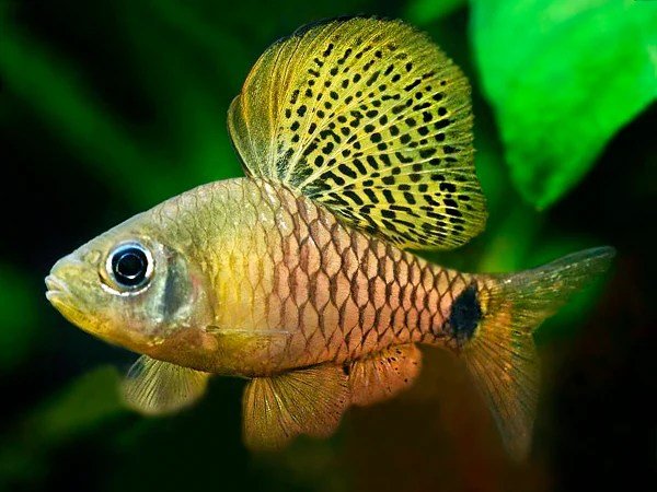 Draped Fin Barb - Planted Aquaria