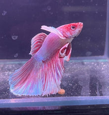Dumbo Ear Male Betta - Planted Aquaria