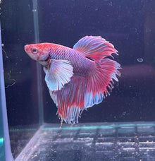 Dumbo Ear Male Betta - Planted Aquaria