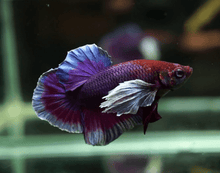 Dumbo Lavender Male Betta - Planted Aquaria