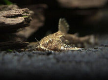 Dwarf Anchor Catfish - Planted Aquaria