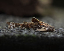 Dwarf Anchor Catfish - Planted Aquaria