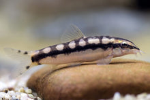 Dwarf Chain Loach - Planted Aquaria