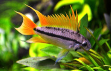 Dwarf Cockatoo 'Orange Flash' Cichlid - Planted Aquaria