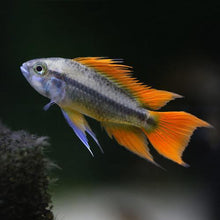 Dwarf Cockatoo 'Orange Flash' Cichlid - Planted Aquaria