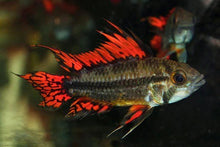 Dwarf Cockatoo 'Super Red' Cichlid - Planted Aquaria