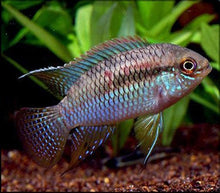 Dwarf Flag Cichlid - Planted Aquaria