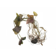 Dwarf Lily Bulb - Planted Aquaria