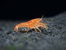 Dwarf Mexican Crayfish - Planted Aquaria