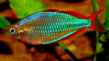 Dwarf Neon Rainbowfish - Planted Aquaria