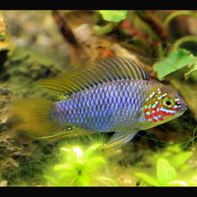 Dwarf 'Opal' Umbrella Cichlid - Planted Aquaria