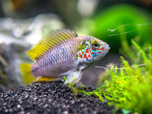 Dwarf 'Opal' Umbrella Cichlid - Planted Aquaria