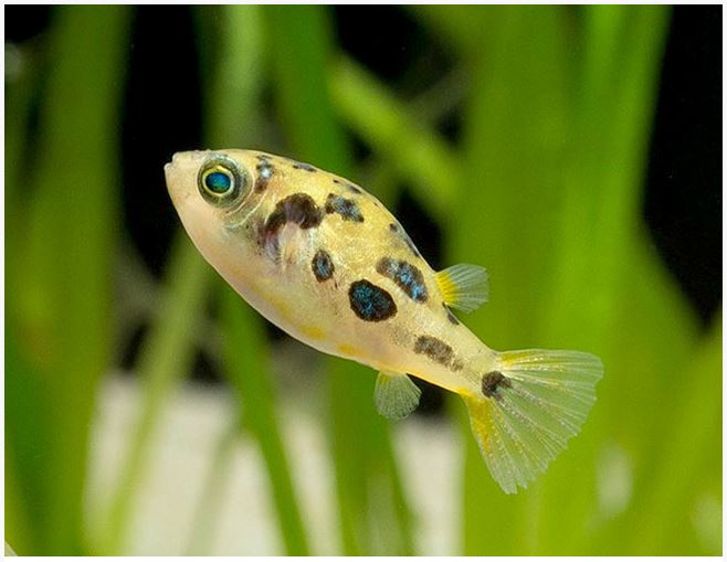 Dwarf / Pea Puffer - Planted Aquaria