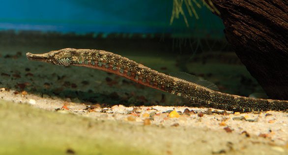 Dwarf Pipe Fish - Planted Aquaria