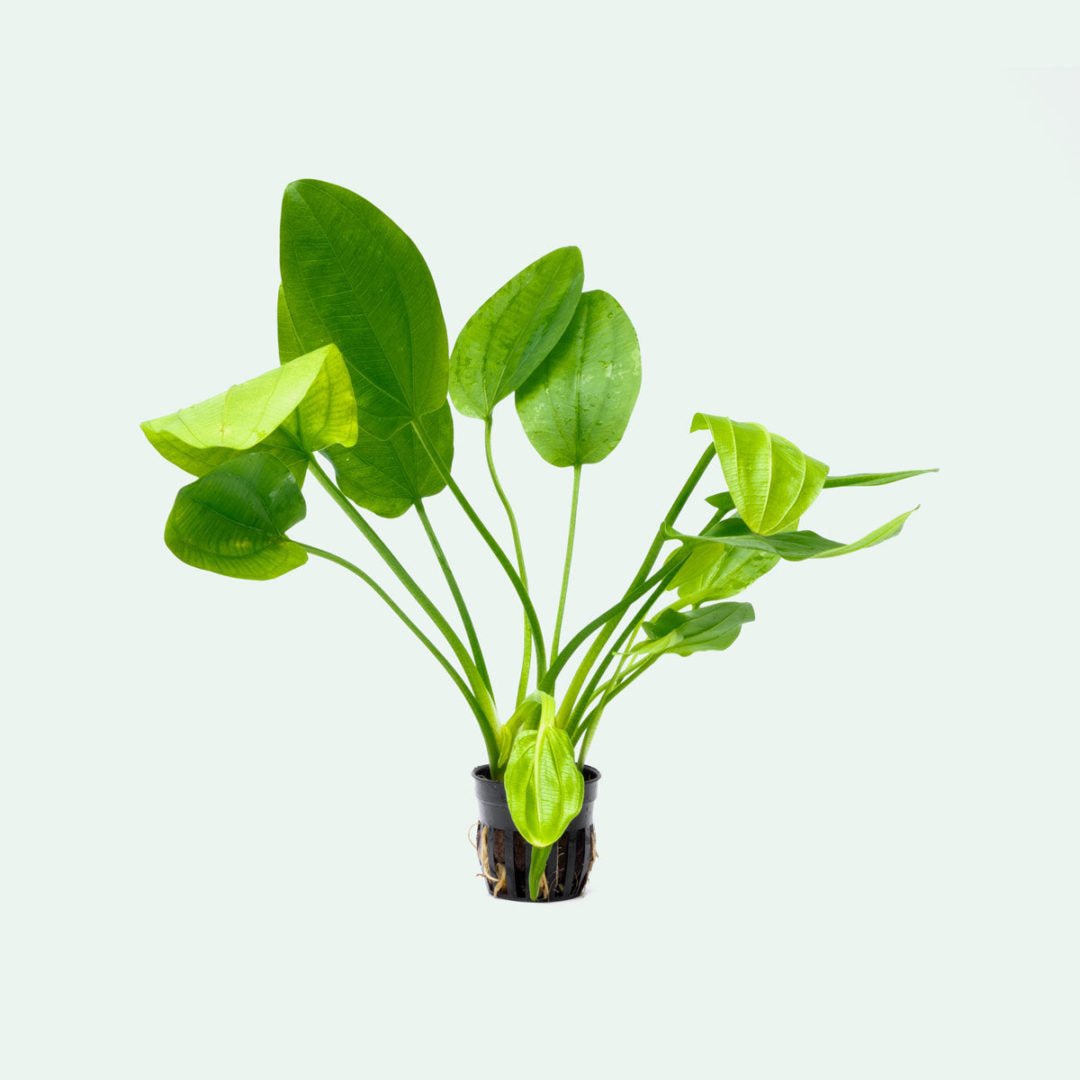 Echinodorus Ascherianus - Potted - Planted Aquaria