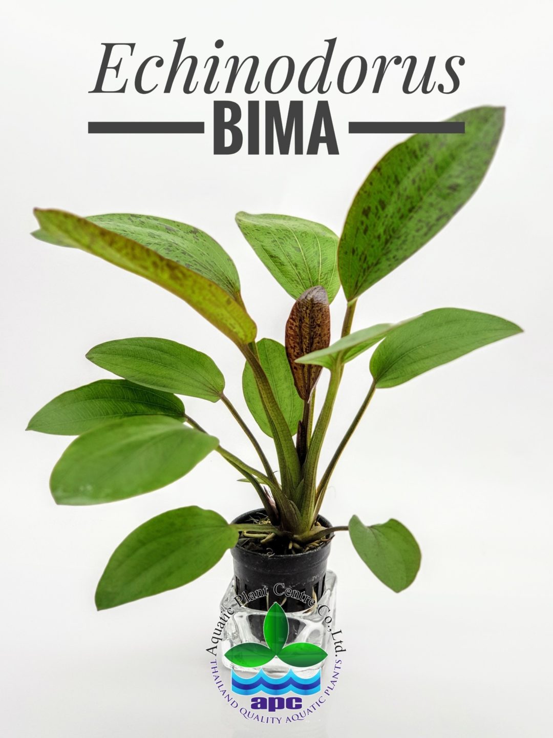 Echinodorus Bima - Potted - Planted Aquaria