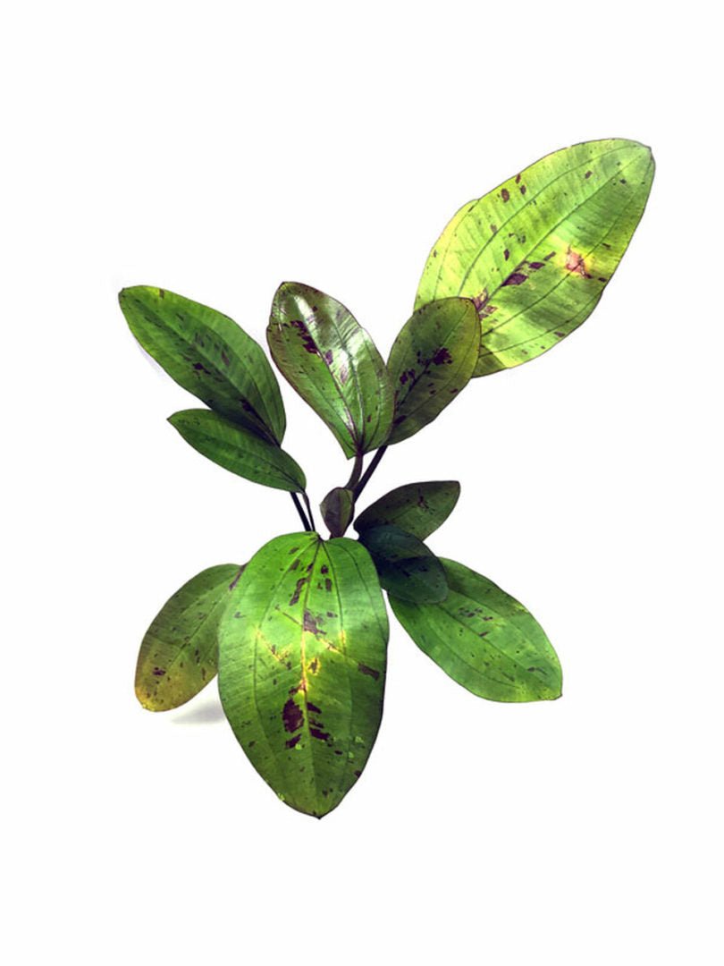 Echinodorus Cordifolius Hybrid - Potted - Planted Aquaria