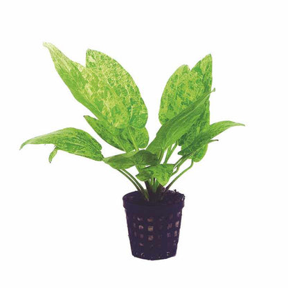Echinodorus cordifolius 'Tropica Marble Queen' - Potted - Planted Aquaria