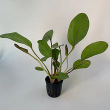 Echinodorus 'Devils Eye' - Potted - Planted Aquaria