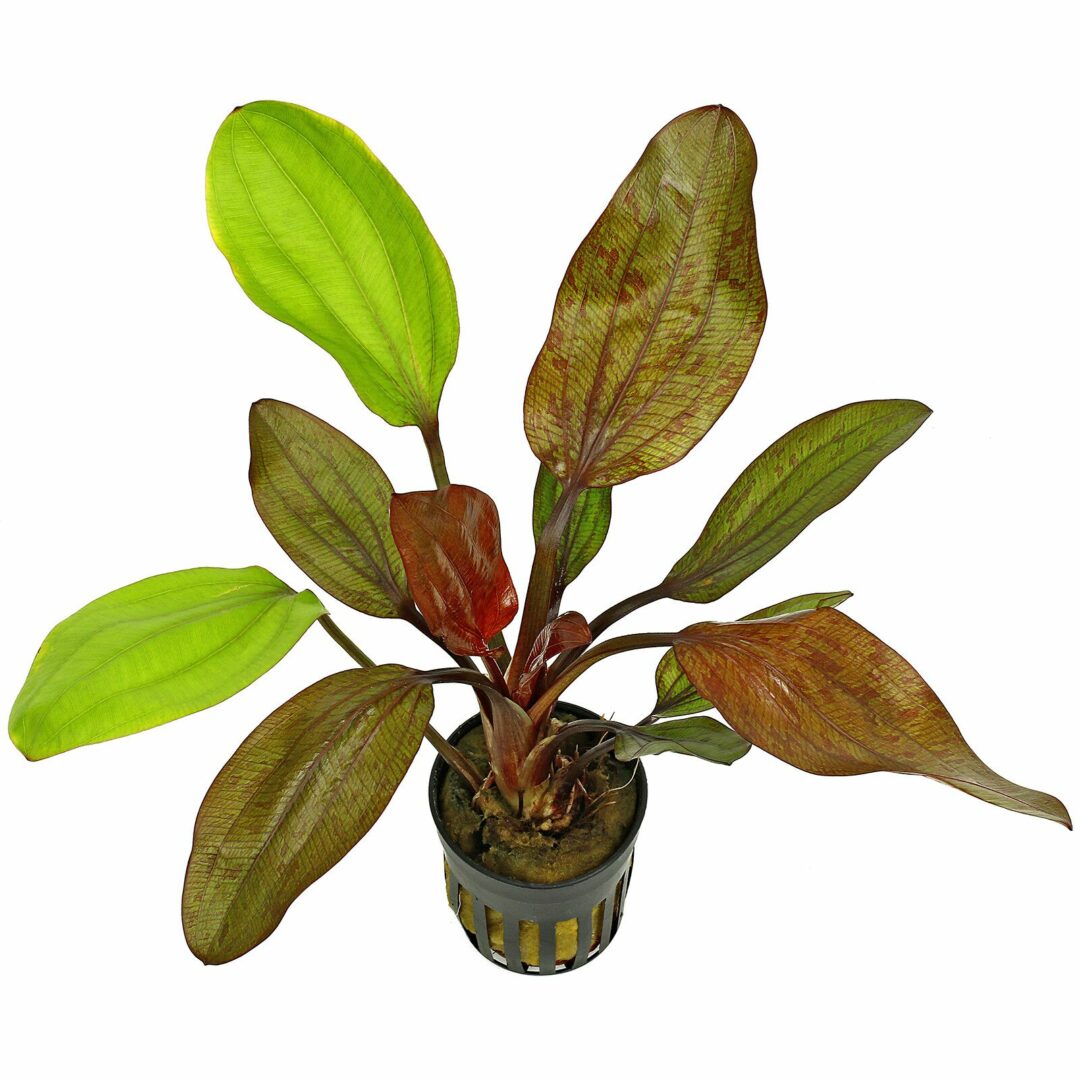 Echinodorus Fancy Twist - Potted - Planted Aquaria