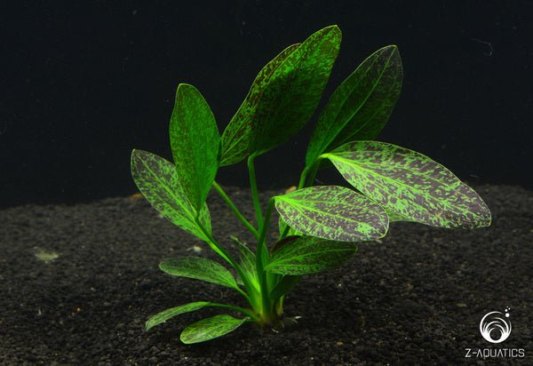 Echinodorus 'Green Flame' - Potted - Planted Aquaria