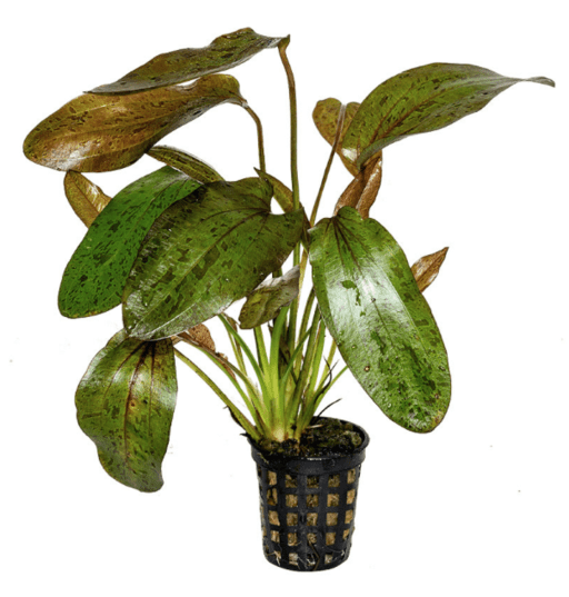Echinodorus 'Green Flame' - Potted - Planted Aquaria