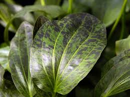 Echinodorus 'Green Flame' - Potted - Planted Aquaria