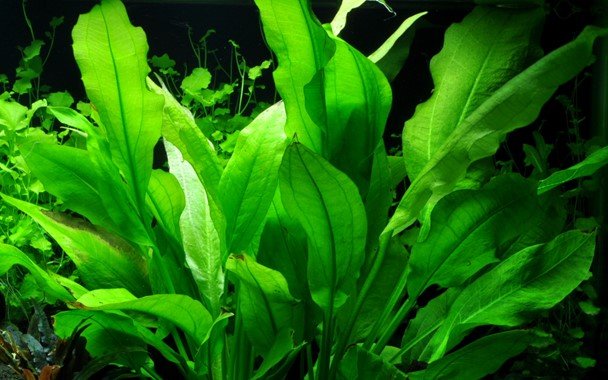 Echinodorus grisebachii 'Bleherae' - Potted Amazon Sword - Planted Aquaria